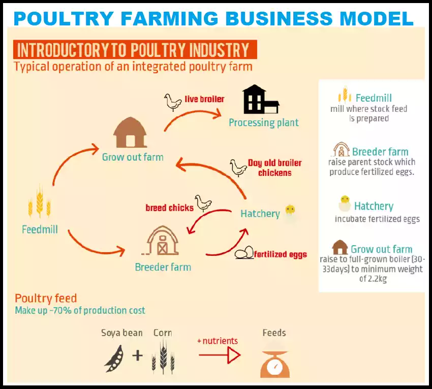 How to Start Poultry Farming Business